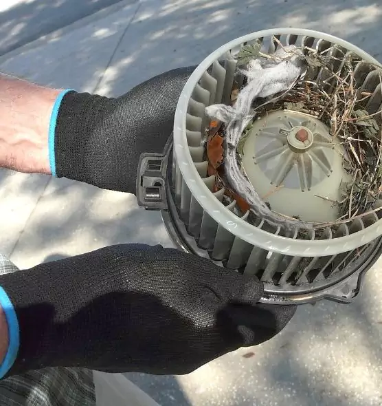 About Air Duct Mice Removal in Parkersburg, WV